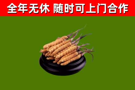 乌兰察布市回收散虫草