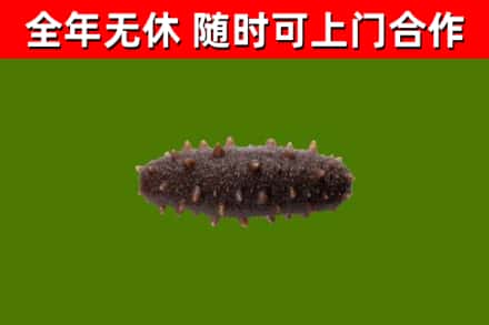 乌兰察布市回收海参干